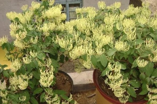 怎么种山银花,放在凉爽通风的位置养护为佳