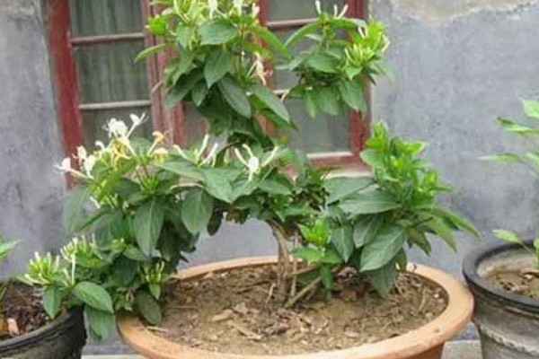 怎么种山银花,放在凉爽通风的位置养护为佳