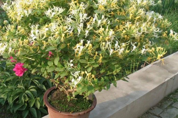 怎么种山银花,放在凉爽通风的位置养护为佳