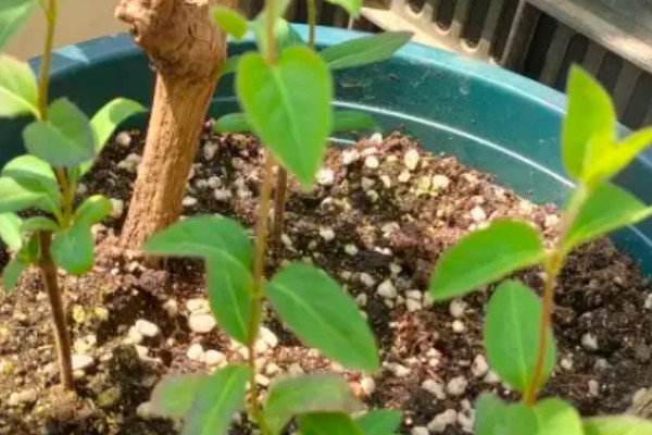 怎么种山银花,放在凉爽通风的位置养护为佳