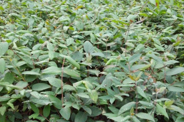 怎么种山银花,放在凉爽通风的位置养护为佳