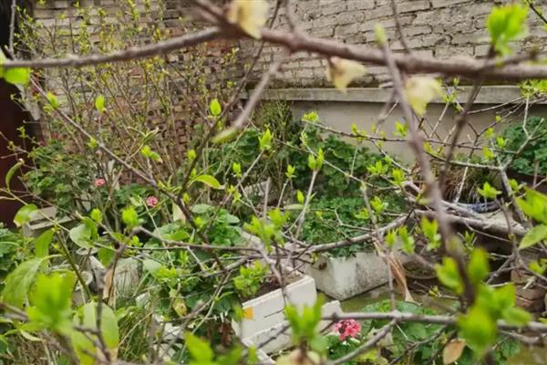 腊梅朱砂叶螨怎么防治，清理枯枝落叶可消灭越冬虫源