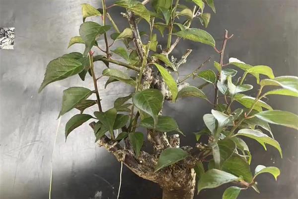 腊梅朱砂叶螨怎么防治，清理枯枝落叶可消灭越冬虫源