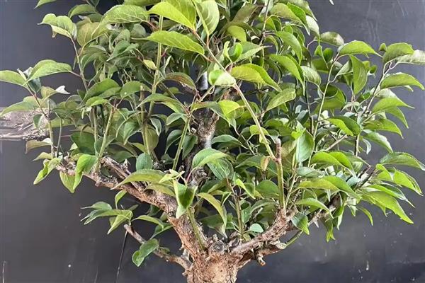 腊梅朱砂叶螨怎么防治，清理枯枝落叶可消灭越冬虫源