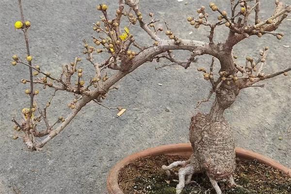 腊梅朱砂叶螨怎么防治，清理枯枝落叶可消灭越冬虫源