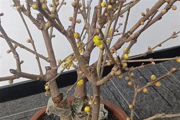 腊梅朱砂叶螨怎么防治，清理枯枝落叶可消灭越冬虫源