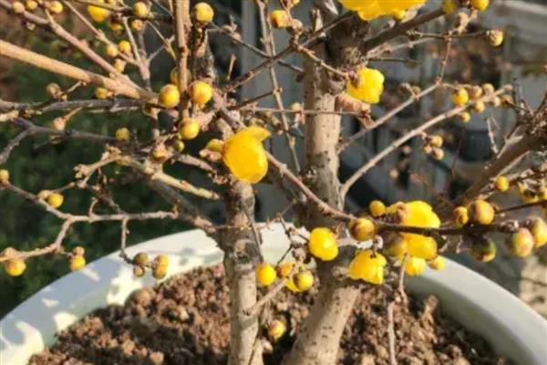 腊梅朱砂叶螨怎么防治，清理枯枝落叶可消灭越冬虫源