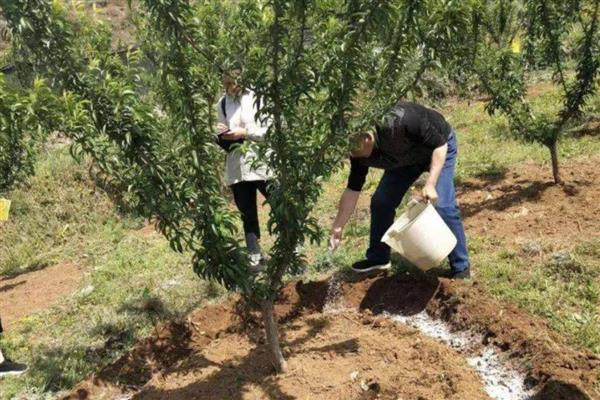 秋季管理果园的方法,深翻土壤可以破坏害虫的越冬场所