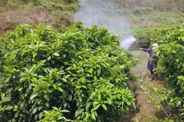 秋季管理果园的方法,深翻土壤可以破坏害虫的越冬场所