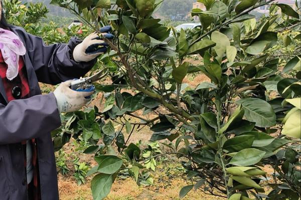 秋季管理果园的方法,深翻土壤可以破坏害虫的越冬场所