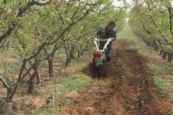 秋季管理果园的方法,深翻土壤可以破坏害虫的越冬场所