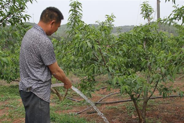 秋季管理果园的方法,深翻土壤可以破坏害虫的越冬场所