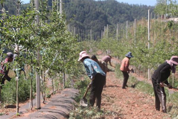 秋季管理果园的方法,深翻土壤可以破坏害虫的越冬场所