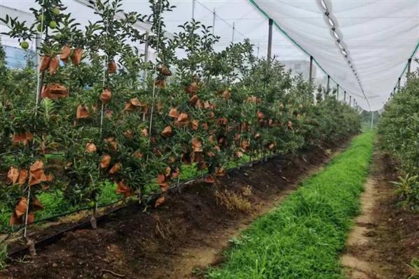 秋季管理果园的方法,深翻土壤可以破坏害虫的越冬场所