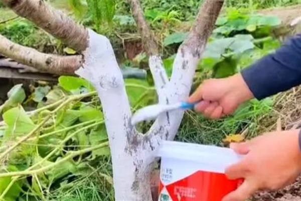 秋季管理果园的方法,深翻土壤可以破坏害虫的越冬场所