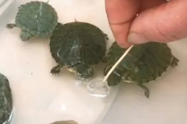 如何养巴西龟幼崽，不要着急下水