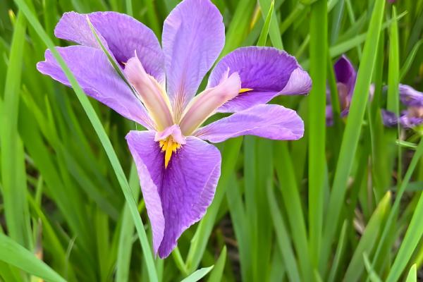 鸢尾花的花期，花期为4-6月