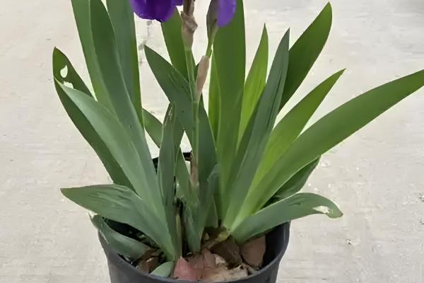 鸢尾花的花期，花期为4-6月