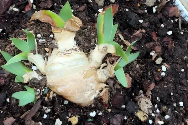 鸢尾花的花期，花期为4-6月