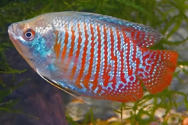 丽丽鱼的简介，学名叫做拉利毛足鲈