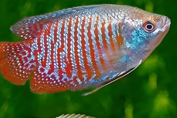 丽丽鱼的简介，学名叫做拉利毛足鲈