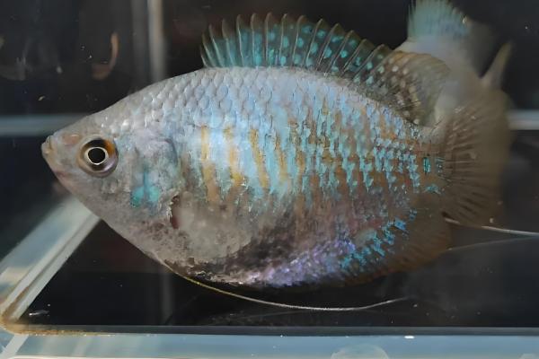 丽丽鱼的简介，学名叫做拉利毛足鲈