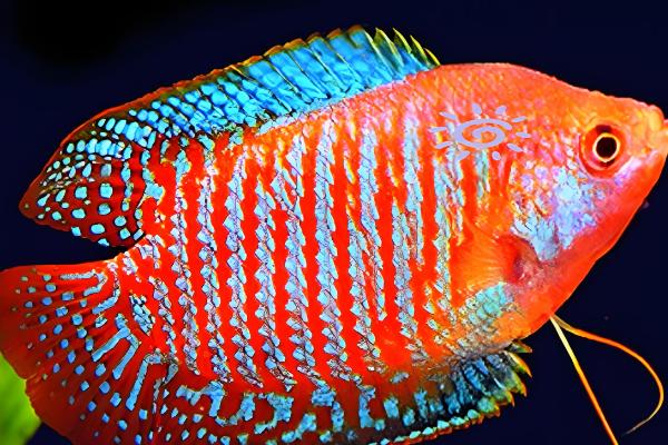 丽丽鱼的简介，学名叫做拉利毛足鲈