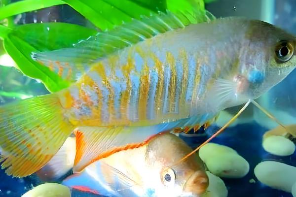 丽丽鱼的简介，学名叫做拉利毛足鲈