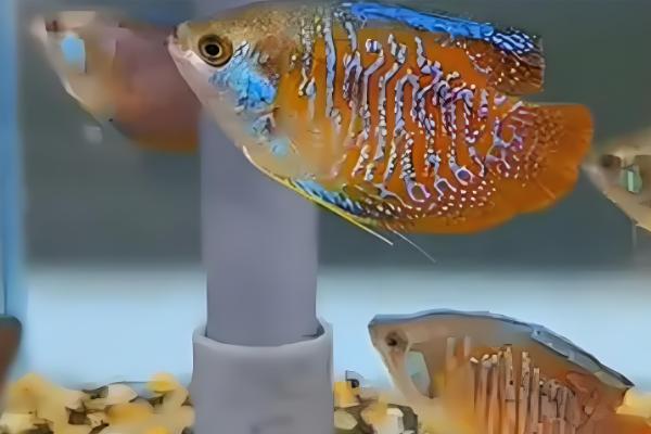 丽丽鱼的简介，学名叫做拉利毛足鲈