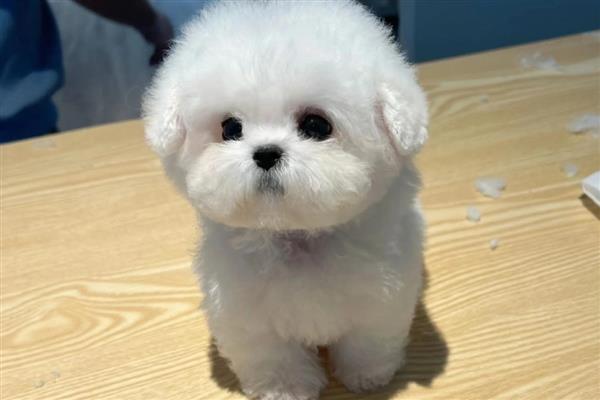 比熊犬对狗粮有什么要求，应含有足够的动物蛋白