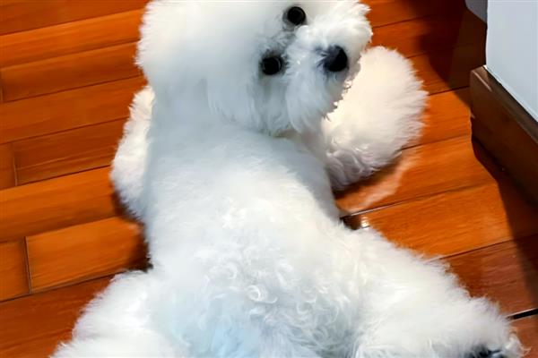 比熊犬对狗粮有什么要求，应含有足够的动物蛋白