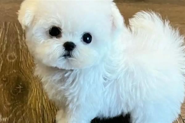 比熊犬对狗粮有什么要求，应含有足够的动物蛋白