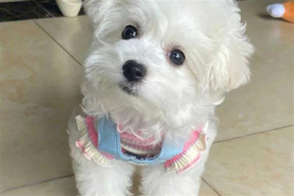 比熊犬对狗粮有什么要求，应含有足够的动物蛋白