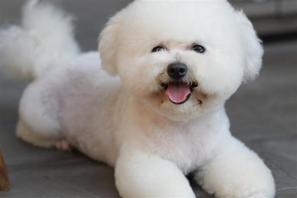 比熊犬对狗粮有什么要求，应含有足够的动物蛋白