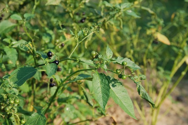 龙葵的简介,属于茄科、茄属草本植物