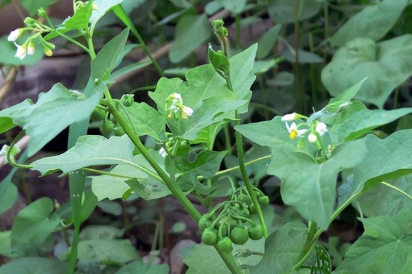 龙葵的简介,属于茄科、茄属草本植物