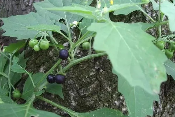 龙葵的简介,属于茄科、茄属草本植物