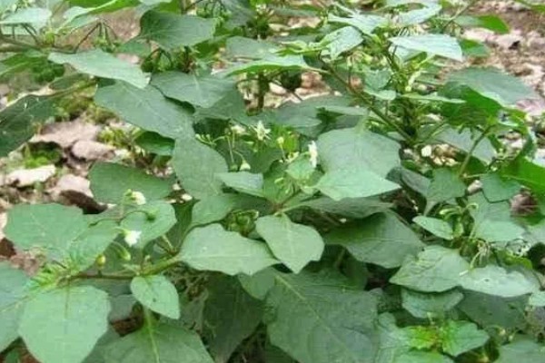 龙葵的简介,属于茄科、茄属草本植物
