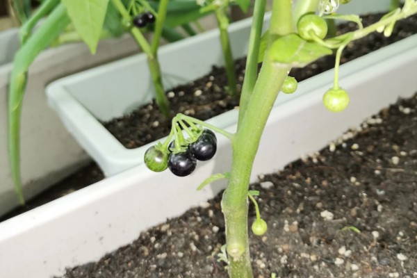 龙葵的简介,属于茄科、茄属草本植物