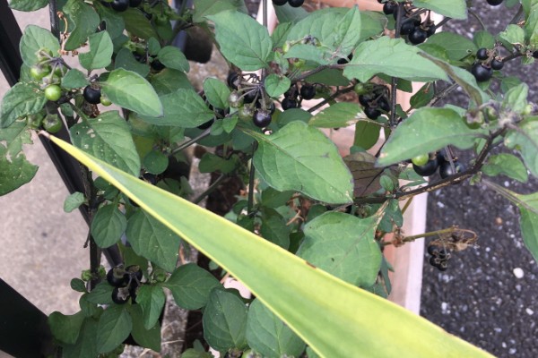 龙葵的简介,属于茄科、茄属草本植物