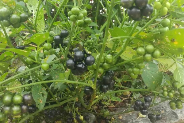 龙葵的简介,属于茄科、茄属草本植物