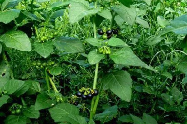 龙葵的简介,属于茄科、茄属草本植物