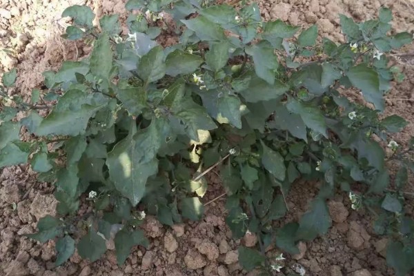 龙葵的简介,属于茄科、茄属草本植物