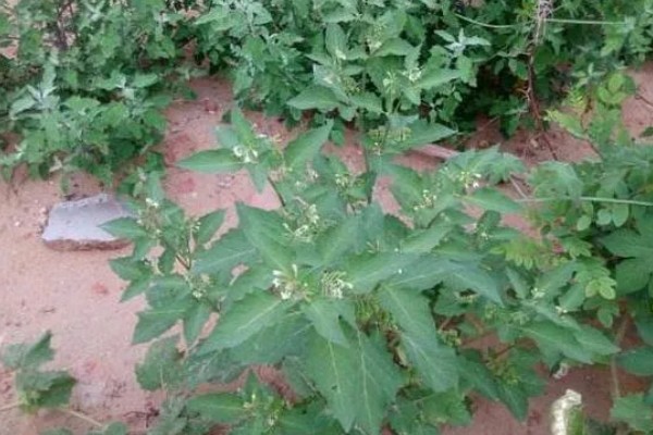 龙葵的简介,属于茄科、茄属草本植物