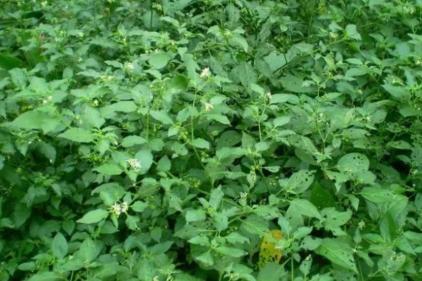 龙葵的简介,属于茄科、茄属草本植物