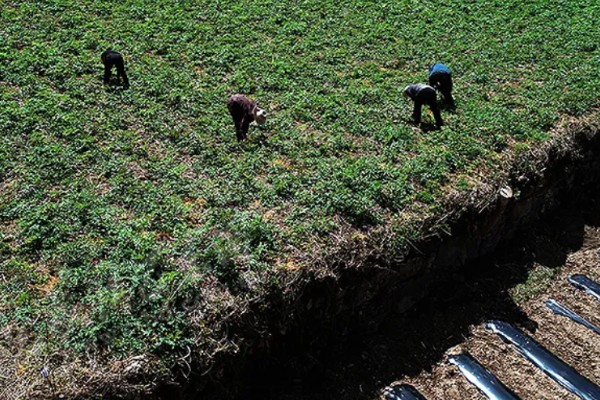 龙葵的简介,属于茄科、茄属草本植物