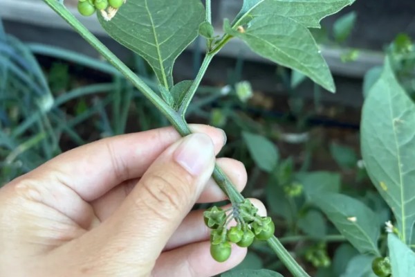 龙葵的简介,属于茄科、茄属草本植物