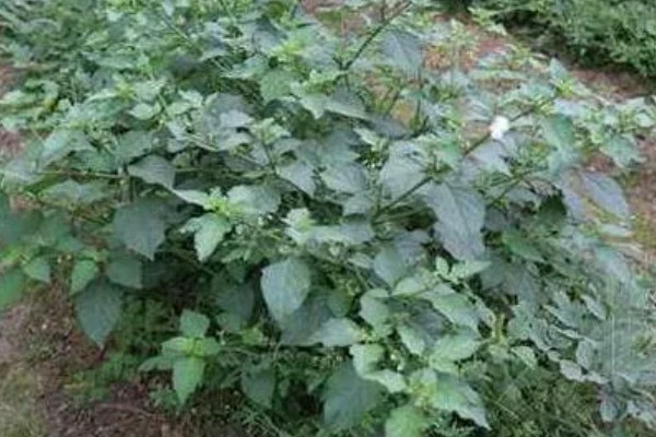 龙葵的简介,属于茄科、茄属草本植物