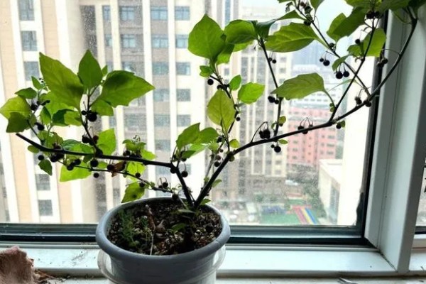 龙葵的简介,属于茄科、茄属草本植物