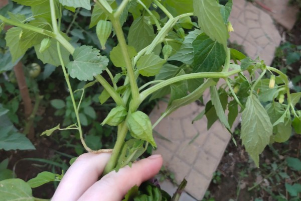 龙葵的简介,属于茄科、茄属草本植物